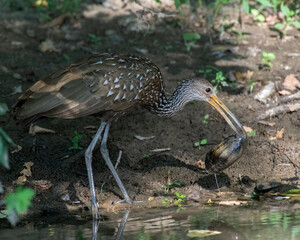 A Limpkin making a rare visit to Oklahoma