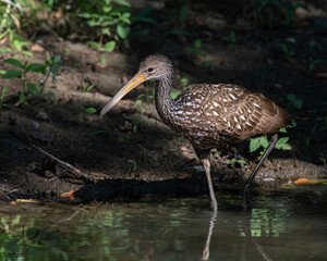 A Limpkin making a rare visit to Oklahoma