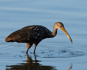 A Limpkin making a rare visit to Oklahoma