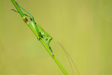 one green grasshopper sits on a stalk in a meadow