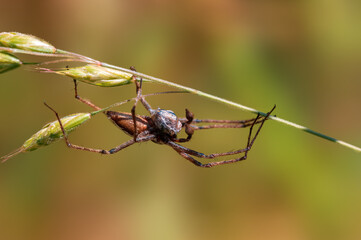one predatory spider with prey as a bridal gift