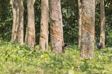 Milky latex extracted from rubber tree (Hevea Brasiliensis) as a source of natural rubber in...