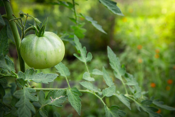Unripe green tomatoes growing on bush in the garden.