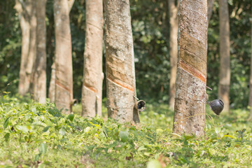Milky latex extracted from rubber tree (Hevea Brasiliensis) as a source of natural rubber in Brazil. Rubber plantation