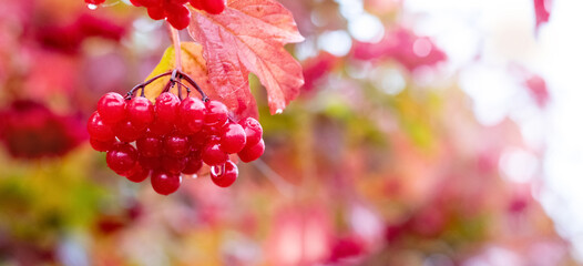 Wet red viburnum berries on a bush on a blurred background, panorama