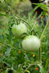 Unripe green tomatoes growing on bush in the garden.