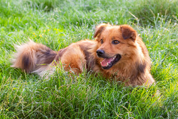 Cute shaggy dog with open mouth lying in the green grass