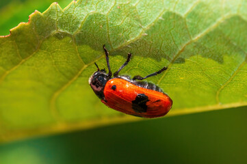 one ant bag beetle sits on a leaf of a bush