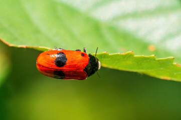 one ant bag beetle sits on a leaf of a bush