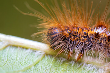 one caterpillar sits on a leaf in a meadow