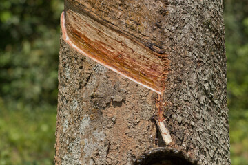 Milky latex extracted from rubber tree (Hevea Brasiliensis) as a source of natural rubber in...