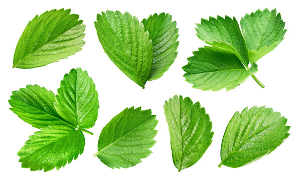 Fototapeta Strawberry leaf. Strawberry leaf isolated on white background. Strawberry leaf with clipping path