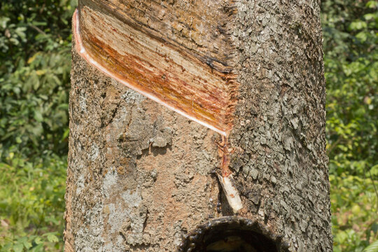 Milky latex extracted from rubber tree (Hevea Brasiliensis) as a source of natural rubber in Brazil. Rubber plantation
