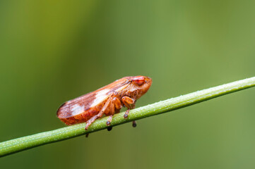 one cicada sits on a stalk in a meadow