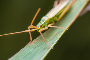 one green beetle sits on a stalk in a meadow