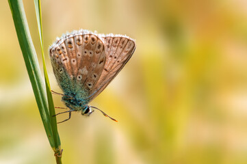 one common blue butterfly sits on a stalk in a meadow