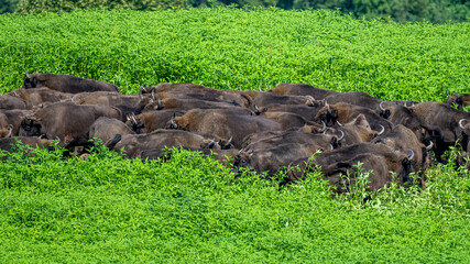 European Bison (Bison bonasus) herd in a meadow. The Bieszczady Mountains, Carpathians, Poland.