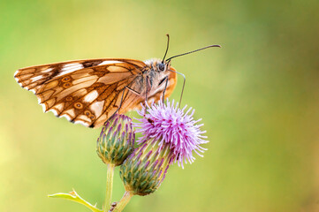 one Marbled White is sitting on a flower in a meadow