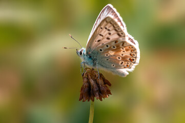 one common blue butterfly sits on a flower in a meadow