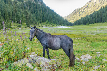 Young grey horse in the mountains. Kyrgyzstan,