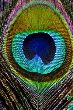 Feather background. Feather texture. Peafowl feather. Peacock feather. Mor pankh. Bird feather. Abstract background. Abstract design. Krishna Janmashtami background. Abstract texture.
