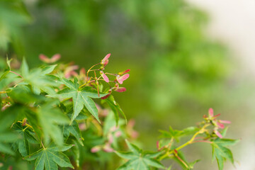 단풍나무 꽃이 지고 난 후에 맺힌 신비로운 핑크색 열매.