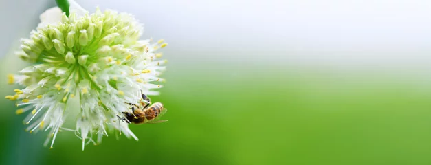 Cercles muraux Abeille Abeille et fleur. Gros plan d& 39 une grande abeille rayée recueille le pollen d& 39 une fleur d& 39 oignon sur fond vert. Bannière