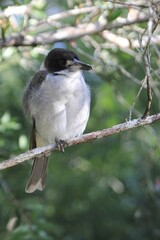 Australian Songbird (Butcher Bird) in a Tree