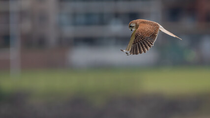 Nankeen kestrel (Falco cenchroides) hovers in front of buildings on the NSW coast, Australia