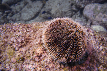 Naklejka na ściany i meble sea urchin on reef
