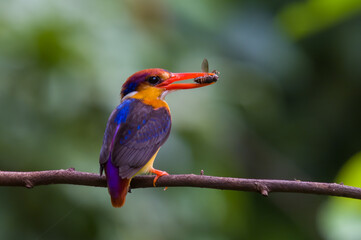 Oriental dwarf kingfisher (Ceyx erithaca) or three-toed kingfisher with bee kill seen at Chiplun in Maharashtra, India