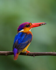 Oriental dwarf kingfisher (Ceyx erithaca) or three-toed kingfisher with frog kill seen at Chiplun in Maharashtra, India