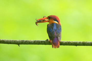 Oriental dwarf kingfisher (Ceyx erithaca) or three-toed kingfisher with crab kill seen at Chiplun in Maharashtra, India