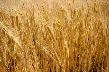close-up of a wheat field