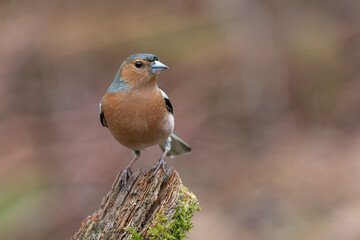portrait of a male chaffinch, Fringilla coelebs, as it is perched on an old tree stump