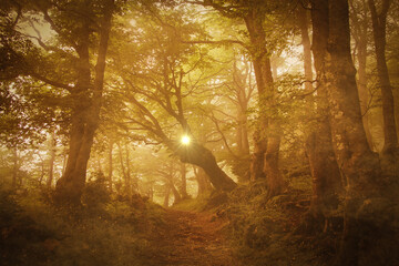 View of sunbeams through the branches of beech trees in the misty forest with fog