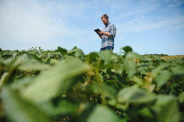 Agronomist inspecting soya bean crops growing in the farm field. Agriculture production concept. young agronomist examines soybean crop on field in summer. Farmer on soybean field. - obrazy, fototapety, plakaty