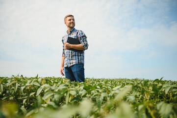 Agronomist inspecting soya bean crops growing in the farm field. Agriculture production concept....