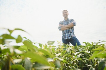 Agronomist inspecting soya bean crops growing in the farm field. Agriculture production concept. young agronomist examines soybean crop on field in summer. Farmer on soybean field.