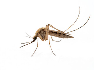 P7301560 Coastal mosquito, Aedes dorsalis, isolated on white, cECP 2022