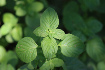 Fototapeta na wymiar Sprig mint plant growing in the garden. Mentha rotundifolia on summer 