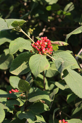 Viburnum lantana tree with unripe berries on branches on early summer