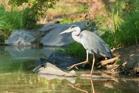 Heron grey,  ardea cinerea hunting on the shore of a pond