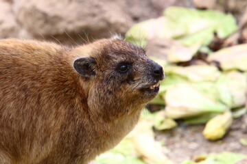Daman sits on a rock in a city park in Israel.