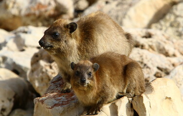 Daman sits on a rock in a city park in Israel.
