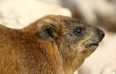 Daman sits on a rock in a city park in Israel.