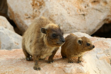 Daman sits on a rock in a city park in Israel.