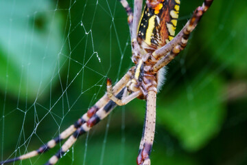 接写で捕らえたコガネグモ