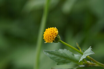 小さいコセンタングサの花