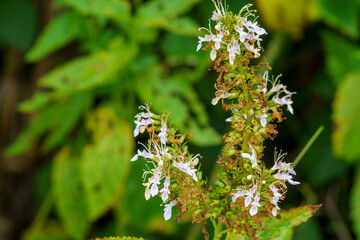 小さい花を沢山つけた野草